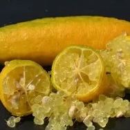 🎉 The Noble Among Lemons👑-Finger Lemon Seeds🍋