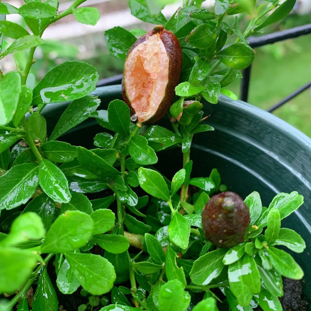 🎉 The Noble Among Lemons👑-Finger Lemon Seeds🍋