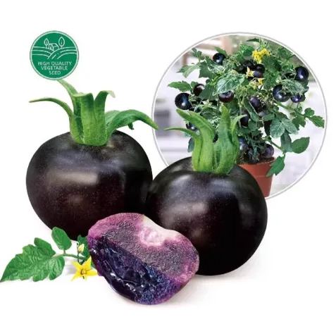 🔥New Arrival✨🆕Black Tomato Seeds