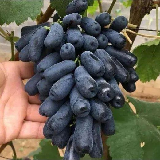 🍇Finger Grapes Gem Grapes Seeds