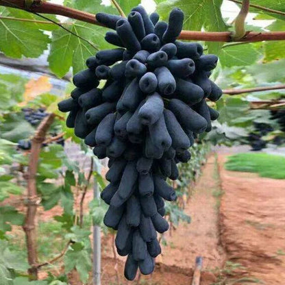 🍇Finger Grapes Gem Grapes Seeds