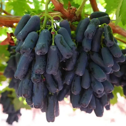 🍇Finger Grapes Gem Grapes Seeds
