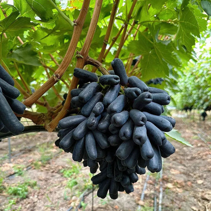 🍇Finger Grapes Gem Grapes Seeds