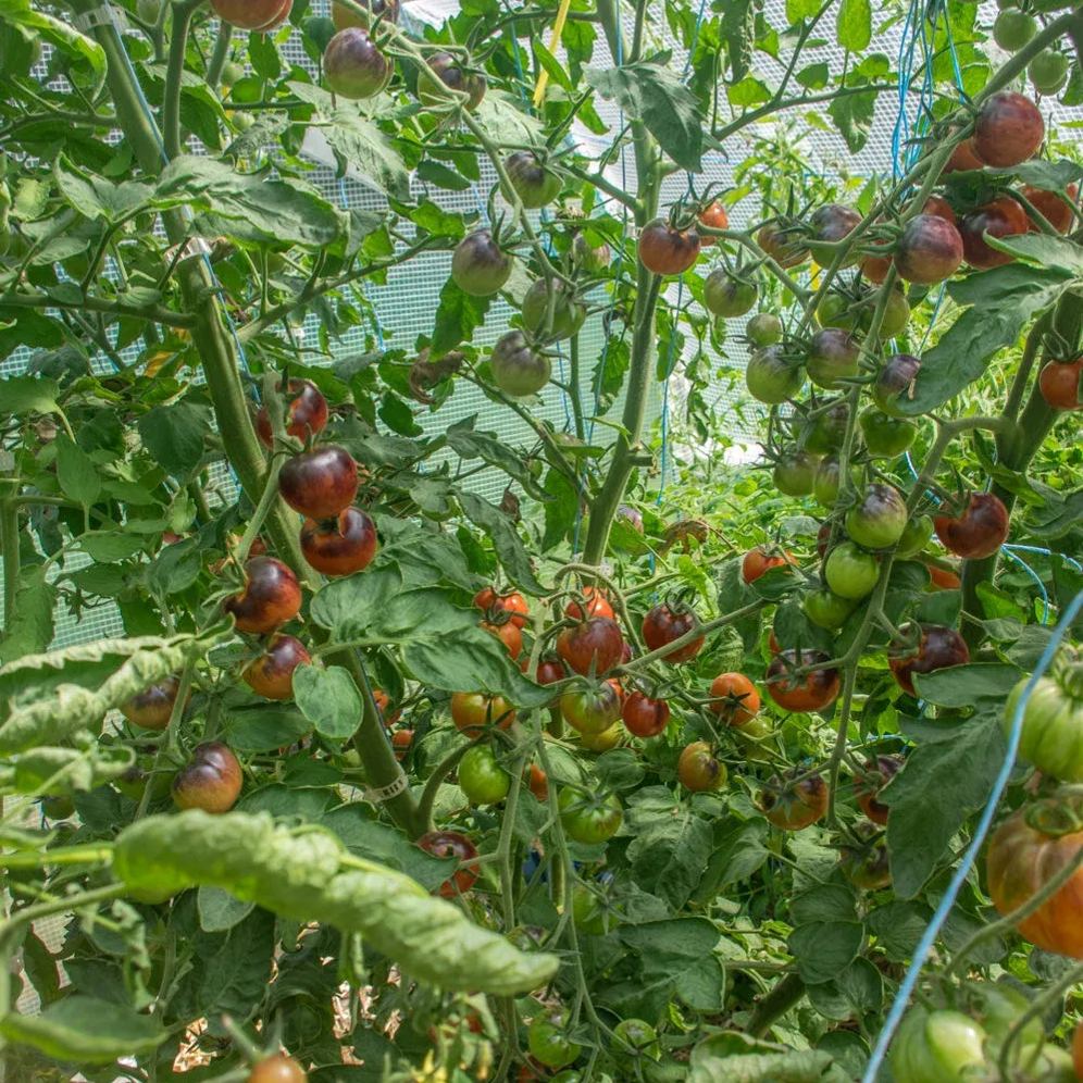 🔥💜Purple Dragon Tomato Seeds