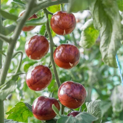🔥💜Purple Dragon Tomato Seeds
