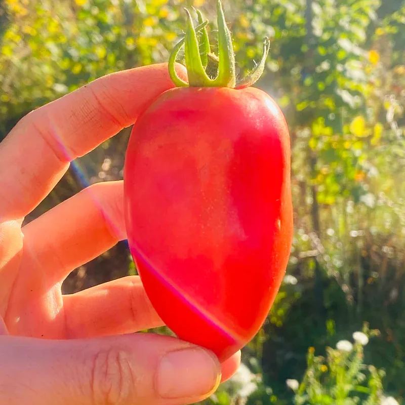 🍅💥San Marzano Tomato Seeds
