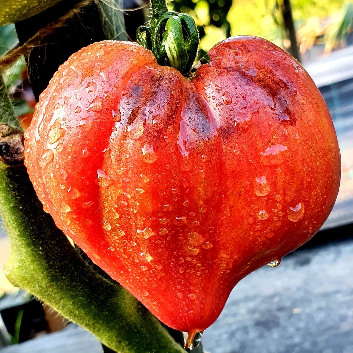 🍅❤️Crushed Heart Tomato Seeds - Flavor & Beauty