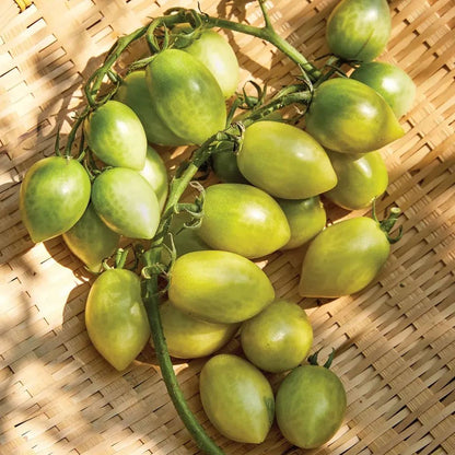 Green Envy Tomato Seeds