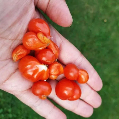 🔥🍅Tomato Reisetomate Seeds