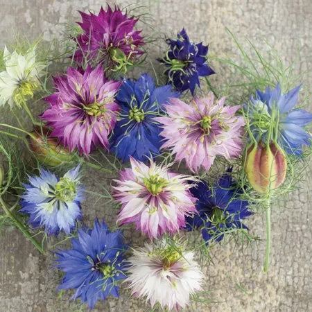 🌈🎉Spring Hot Sale🌸Miss Jekyll Double Mix