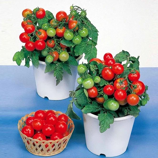 🍒 56% OFF🔆Dwarf Bonsai Cherry Tomatoes Seeds