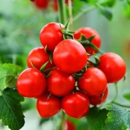 🍒 56% OFF🔆Dwarf Bonsai Cherry Tomatoes Seeds