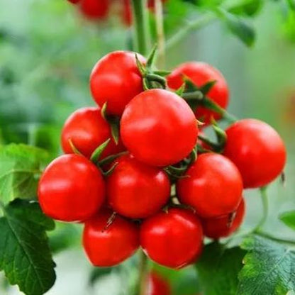 🍒 56% OFF🔆Dwarf Bonsai Cherry Tomatoes Seeds