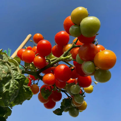 🍒 56% OFF🔆Dwarf Bonsai Cherry Tomatoes Seeds