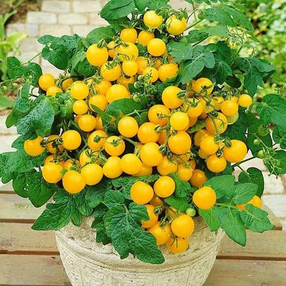🍒 56% OFF🔆Dwarf Bonsai Cherry Tomatoes Seeds