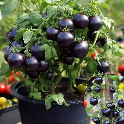 🍒 56% OFF🔆Dwarf Bonsai Cherry Tomatoes Seeds