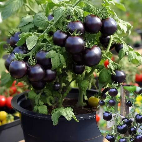 🍒 56% OFF🔆Dwarf Bonsai Cherry Tomatoes Seeds