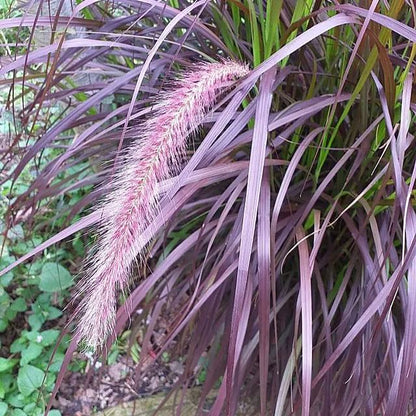 🪴Pennisetum seeds lawn ornamental grass seeds