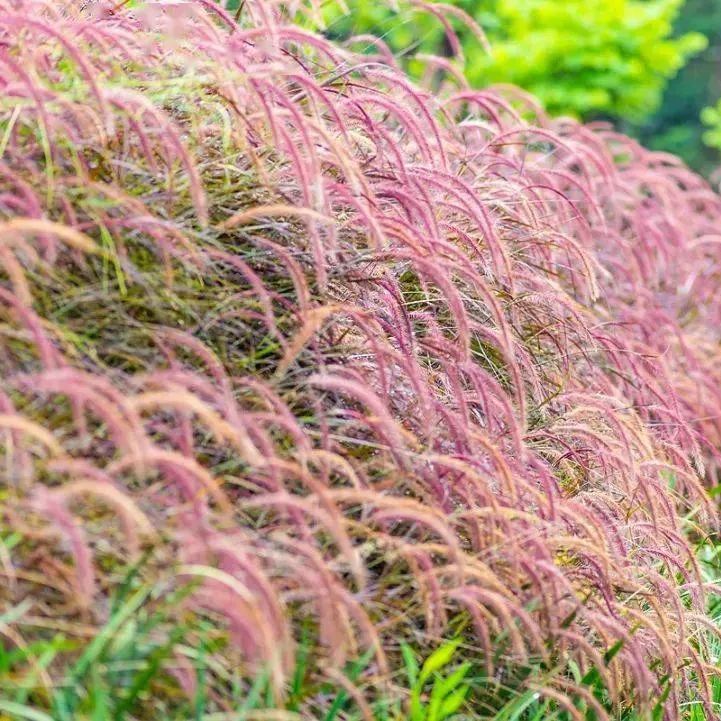 🪴Pennisetum seeds lawn ornamental grass seeds