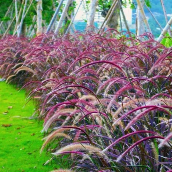 🪴Pennisetum seeds lawn ornamental grass seeds