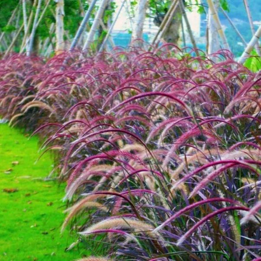 🪴Pennisetum seeds lawn ornamental grass seeds