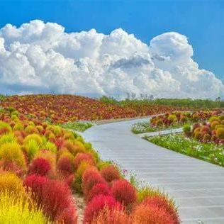 ⭕Colorful Kochia Seeds