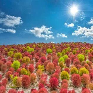 ⭕Colorful Kochia Seeds