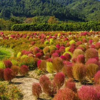 ⭕Colorful Kochia Seeds