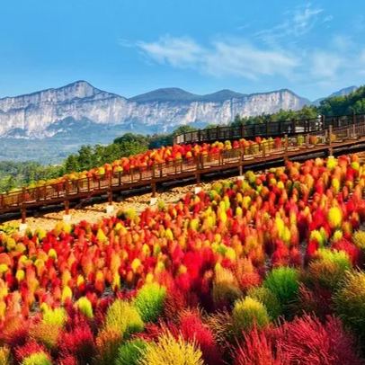 ⭕Colorful Kochia Seeds
