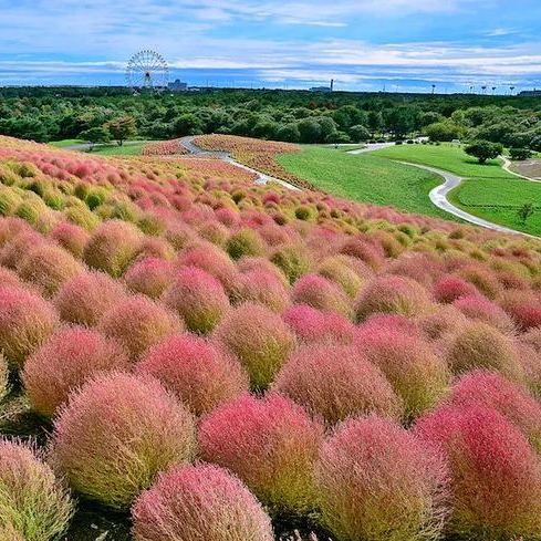 ⭕Colorful Kochia Seeds
