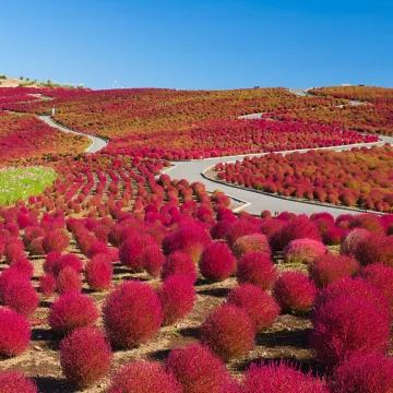 ⭕Colorful Kochia Seeds
