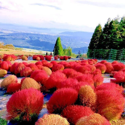 ⭕Colorful Kochia Seeds