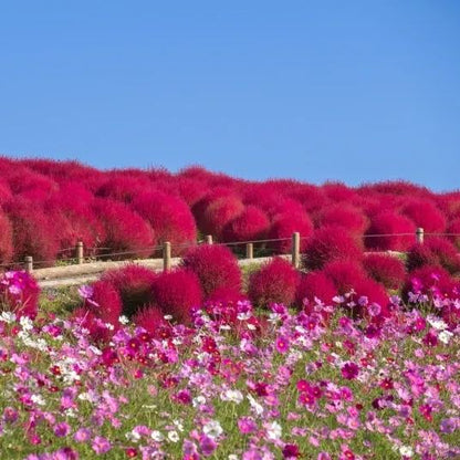 ⭕Colorful Kochia Seeds