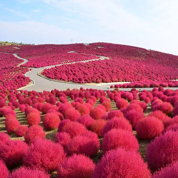 ⭕Colorful Kochia Seeds