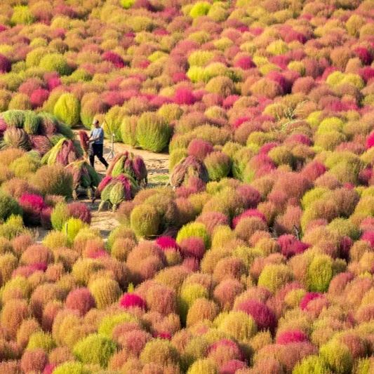 ⭕Colorful Kochia Seeds