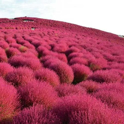 ⭕Colorful Kochia Seeds