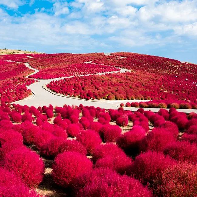 ⭕Colorful Kochia Seeds