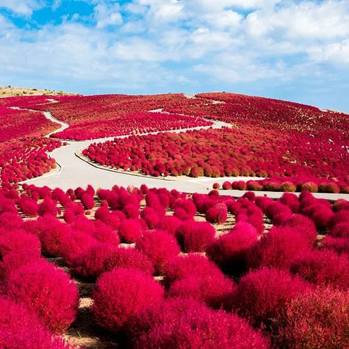 ⭕Colorful Kochia Seeds