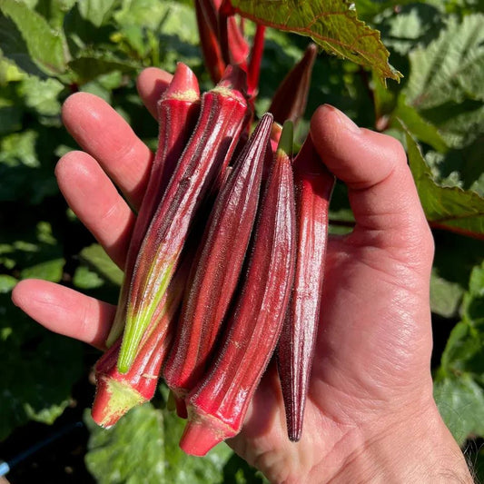 ✨High-yield Vegetable 🌱Red Okra Seeds