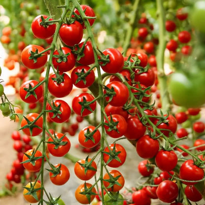 🍃Green Organic Celery Seeds--Healthy Delicious