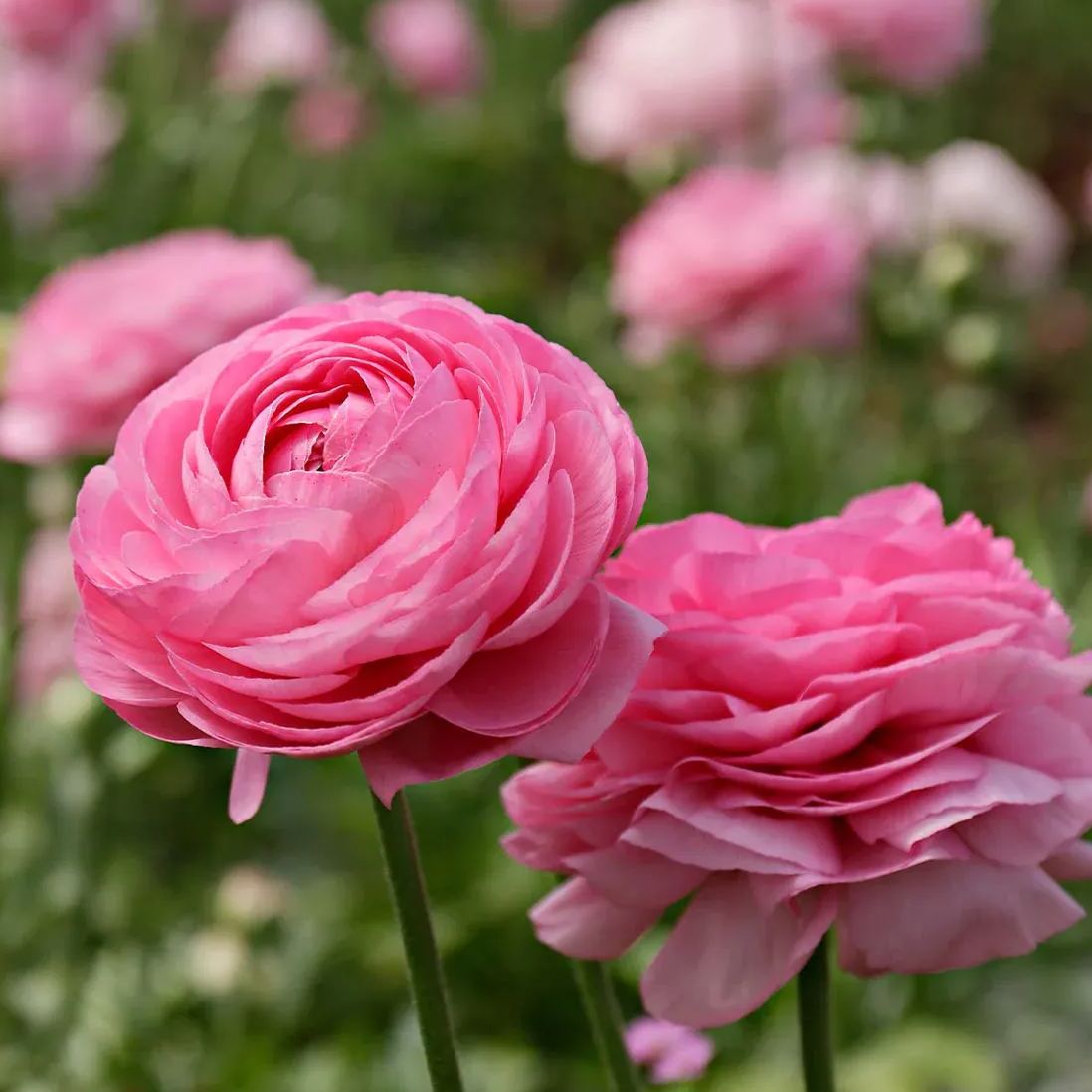 💐 Premium Ranunculus Flower Bulbs – Perfect for Containers or Beds