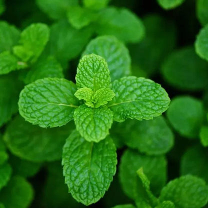 50 Pcs Culinary Herbs Seeds🍲Complete Variety -- (Lemon grass, Mint, Rosemary, Cumin, Sage, thyme, Basil)