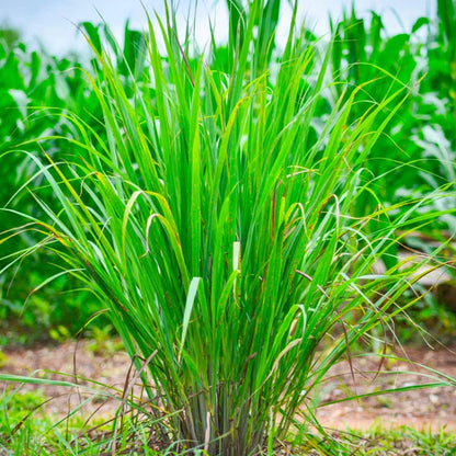 50 Pcs Culinary Herbs Seeds🍲Complete Variety -- (Lemon grass, Mint, Rosemary, Cumin, Sage, thyme, Basil)
