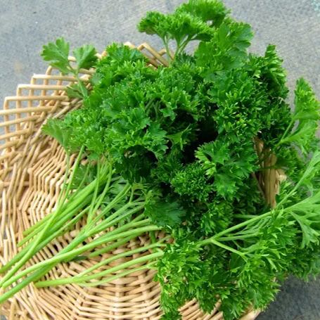 50 Pcs Culinary Herbs Seeds🍲Complete Variety -- (Lemon grass, Mint, Rosemary, Cumin, Sage, thyme, Basil)