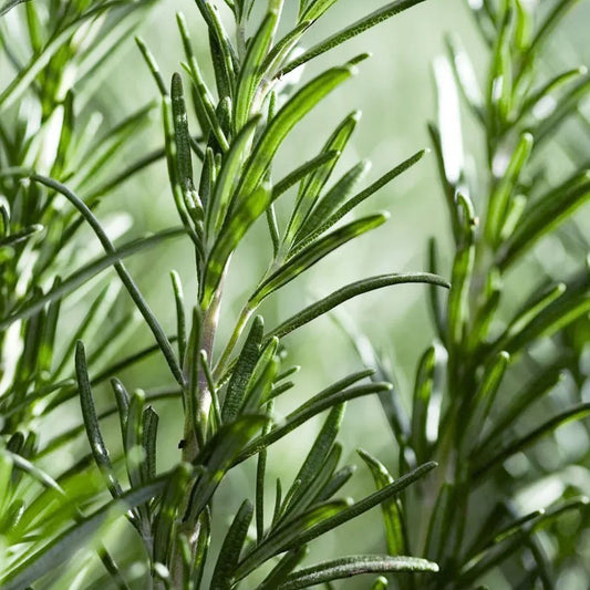 50 Pcs Culinary Herbs Seeds🍲Complete Variety -- (Lemon grass, Mint, Rosemary, Cumin, Sage, thyme, Basil)