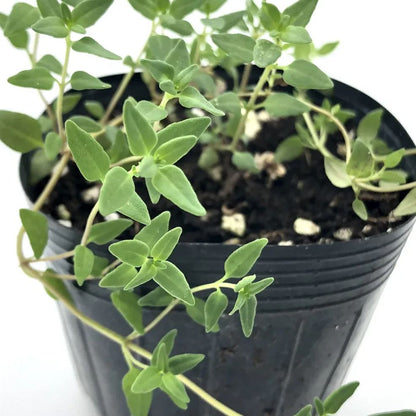 50 Pcs Culinary Herbs Seeds🍲Complete Variety -- (Lemon grass, Mint, Rosemary, Cumin, Sage, thyme, Basil)