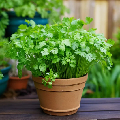 50 Pcs Culinary Herbs Seeds🍲Complete Variety -- (Lemon grass, Mint, Rosemary, Cumin, Sage, thyme, Basil)