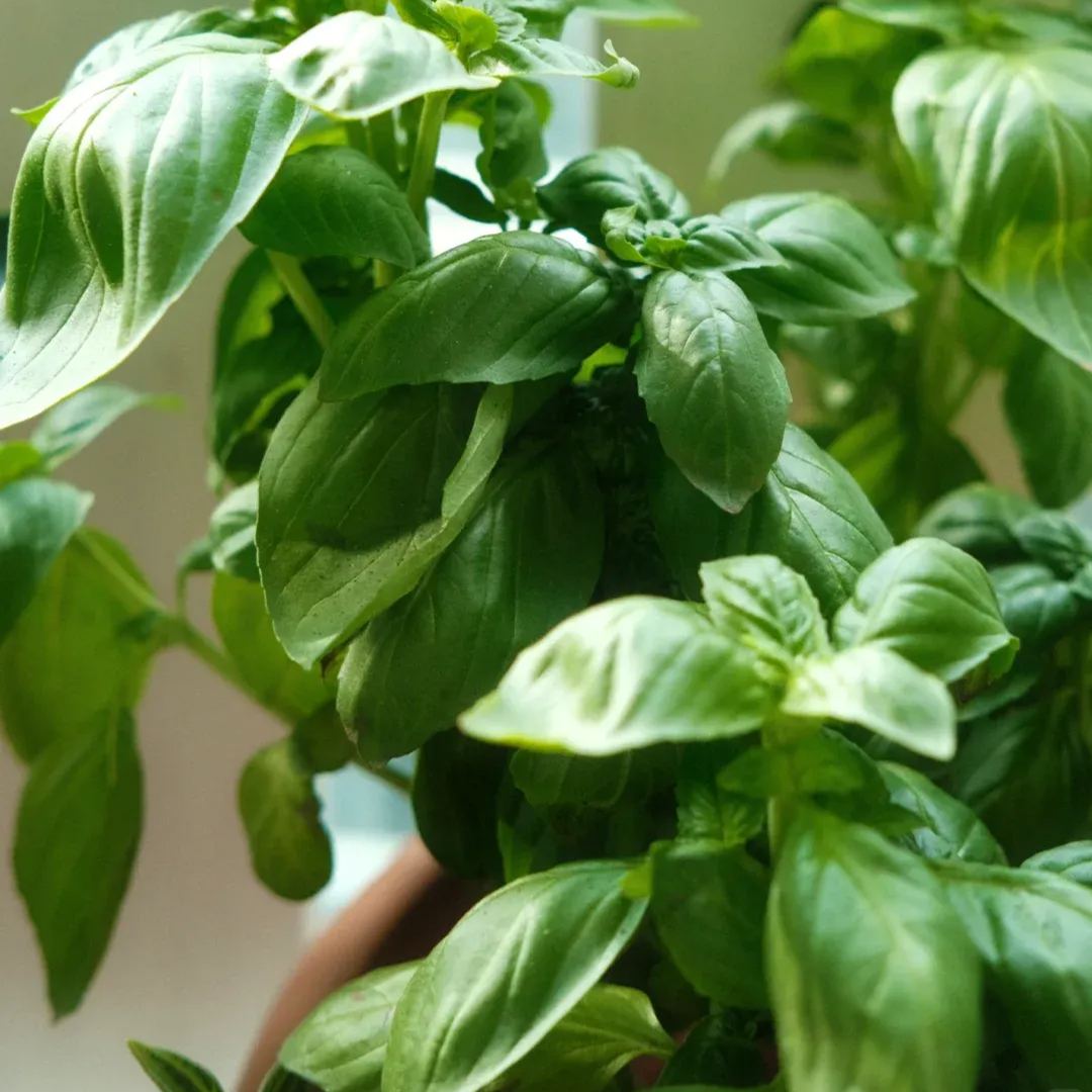 50 Pcs Culinary Herbs Seeds🍲Complete Variety -- (Lemon grass, Mint, Rosemary, Cumin, Sage, thyme, Basil)