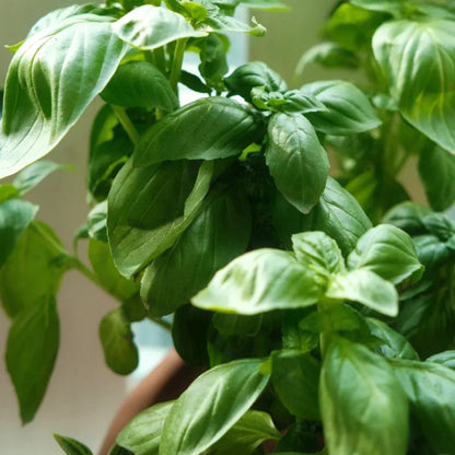 50 Pcs Culinary Herbs Seeds🍲Complete Variety -- (Lemon grass, Mint, Rosemary, Cumin, Sage, thyme, Basil)