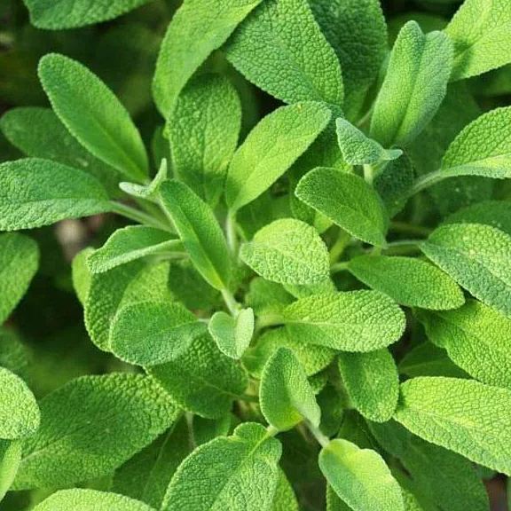 50 Pcs Culinary Herbs Seeds🍲Complete Variety -- (Lemon grass, Mint, Rosemary, Cumin, Sage, thyme, Basil)